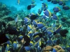 Maldives_Surgeonfish,_Acanthurus_leucosternon.jpg