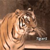 TigerS