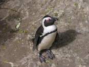Pingvin123