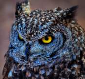 Owl!