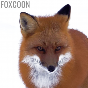 foxcoonb