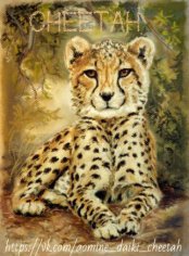 Cheetah_777