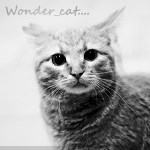 wonder_cat