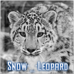 Snow-_-Leopard